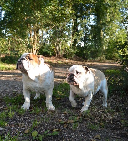 Older Bulldog with Young Bulldog